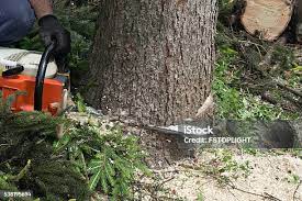Best Storm Damage Tree Cleanup  in Leona Valley, CA