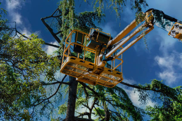 Trusted Leona Valley, CA Tree Services Experts