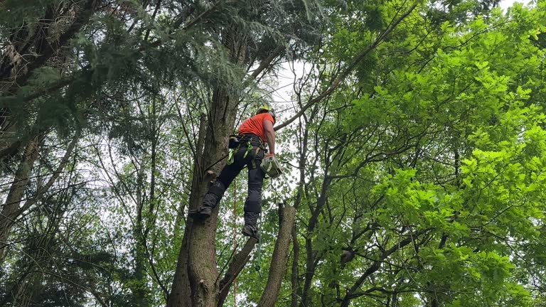 Best Tree Disease Treatment  in Leona Valley, CA