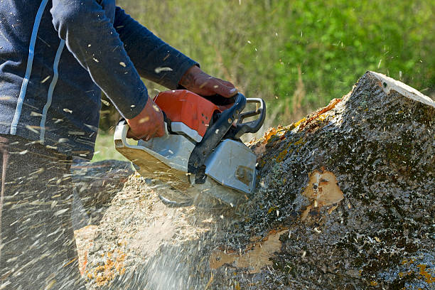 Best Lawn Drainage Solutions  in Leona Valley, CA