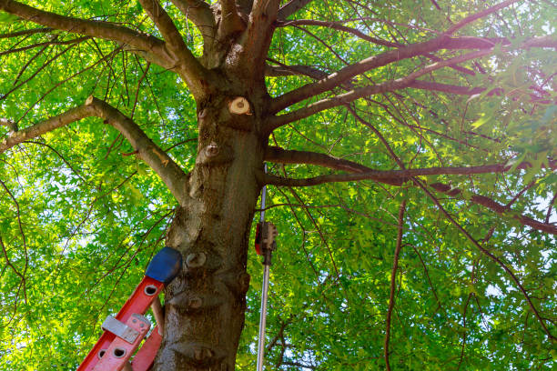 Best Commercial Tree Services  in Leona Valley, CA